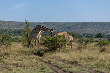 Two Masai giraffes standing together by a bush on the savanna. Masai Mara National Reserve Kenya. © TheStorygrapher