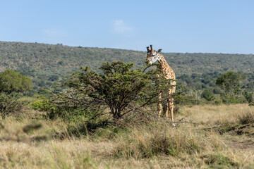 Masai giraffe browsing on a leafy acacia bush in the golden grass. Masai Mara National Reserve Kenya. © TheStorygrapher