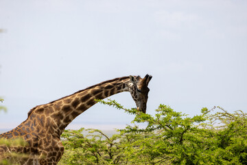 Masai giraffe stretching its neck to browse acacia leaves. Masai Mara National Reserve Kenya. © TheStorygrapher