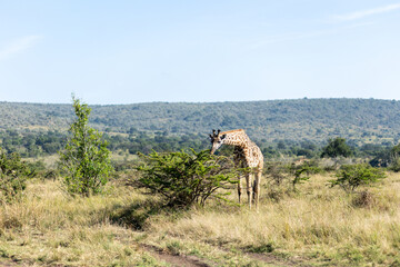 Masai giraffe feeding on a bush in the wide open grassland. Masai Mara National Reserve Kenya. © TheStorygrapher