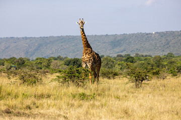 Masai giraffe standing on the open savanna with wooded hills behind. Masai Mara National Reserve Kenya. © TheStorygrapher