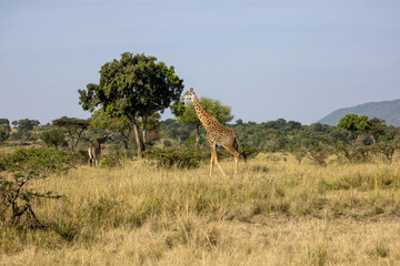 Masai giraffe walking past a lone tree across the grassland. Masai Mara National Reserve Kenya. © theStorygrapher