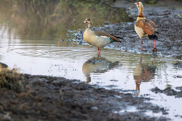 Two Egyptian geese standing at the muddy edge of a waterhole. Masai Mara National Reserve Kenya. © TheStorygrapher