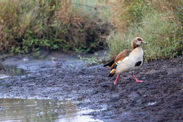 An Egyptian goose walking across a muddy bank beside a waterhole. Masai Mara National Reserve Kenya. © TheStorygrapher