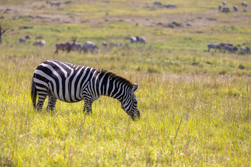 A plains zebra grazing on the green grassland. Masai Mara National Reserve Kenya. © TheStorygrapher