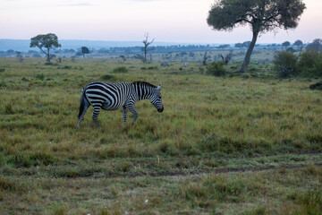 A lone plains zebra walking across open grassland at dawn. Masai Mara National Reserve Kenya. © TheStorygrapher