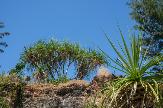 Pandanus trees in the Northern Territory of Australia