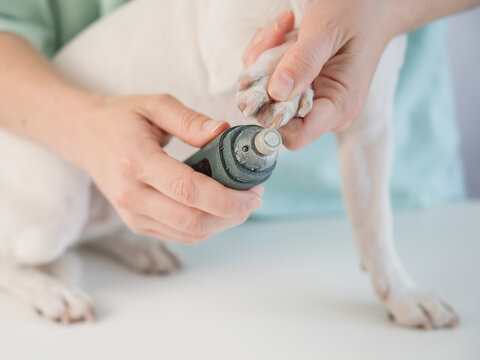A veterinarian files a dog's nails with a grinder. Grooming salon.