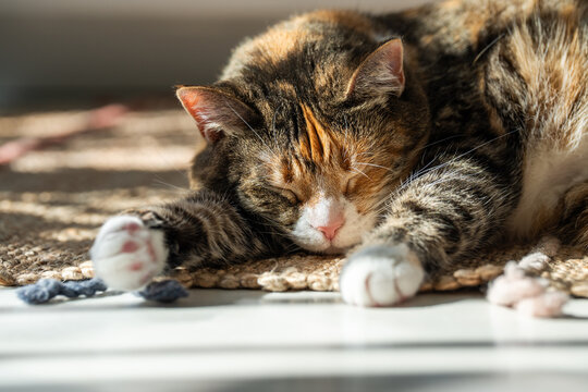 Relaxed calm Calico cat sleeping on rug under warm rays of sun at home close up view. Kitty having sweet dream during day, napping, resting. Pet life. 
