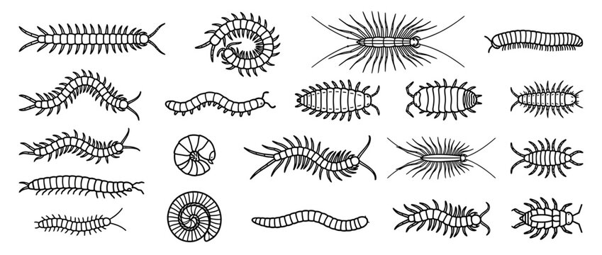 Collection of Millipede and Centipede Illustrations