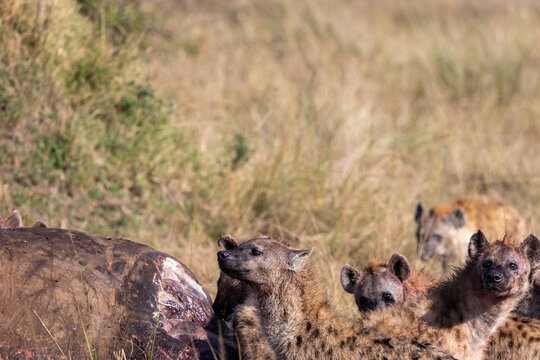 A clan of spotted hyenas gathered at a carcass in the grasslands. Masai Mara National Reserve Kenya.