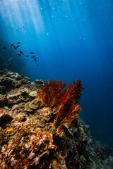 Large orange sea fan coral growing on a reef in blue ocean. © PIPE DIVE UNDERWATER