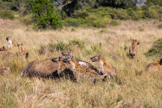 A large clan of spotted hyenas feeding on a carcass in the grassland. Masai Mara National Reserve Kenya.