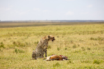 Cheetah sitting with its gazelle prey on the vast plains. Masai Mara National Reserve Kenya. © TheStorygrapher
