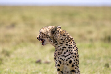 Close view of a cheetah sitting with mouth open on the plains. Masai Mara National Reserve Kenya. © TheStorygrapher