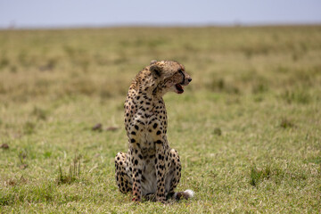 Cheetah sitting upright and calling on the open plains. Masai Mara National Reserve Kenya. © TheStorygrapher