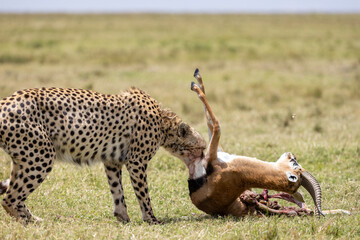 Cheetah gripping a struggling gazelle during a kill on the savanna. Masai Mara National Reserve Kenya. © TheStorygrapher