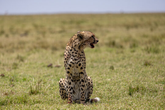 Cheetah sitting upright and calling on the open plains. Masai Mara National Reserve Kenya.