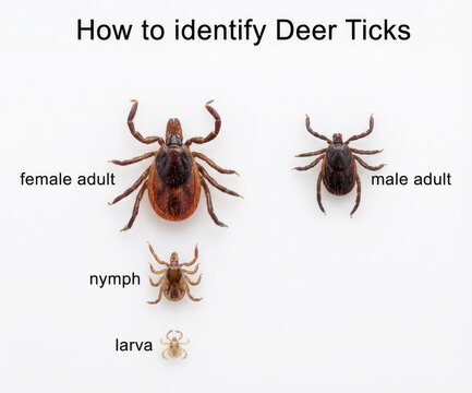 Life cycle of deer ticks.