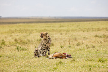 Cheetah sitting alert beside a gazelle carcass on the open grassland. Masai Mara National Reserve Kenya. © TheStorygrapher