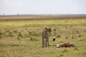Cheetah standing over a gazelle carcass and grooming its paw. Masai Mara National Reserve Kenya. © TheStorygrapher