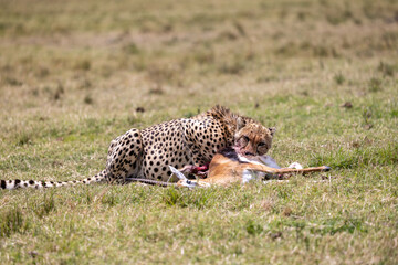 Cheetah lying on the grass feeding on a gazelle kill. Masai Mara National Reserve Kenya. © TheStorygrapher