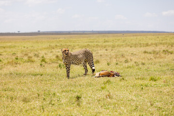 A cheetah stands over a fresh gazelle kill in the open grassland. Masai Mara National Reserve Kenya. © theStorygrapher