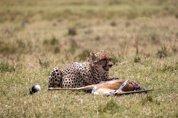 Cheetah lying beside its gazelle kill on the grassland. Masai Mara National Reserve Kenya. © TheStorygrapher