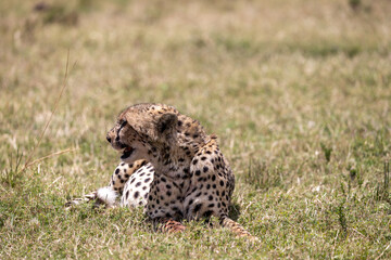 Cheetah lying in green grass and looking back over its shoulder. Masai Mara National Reserve Kenya. © TheStorygrapher