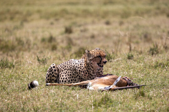 Cheetah lying beside its gazelle kill on the grassland. Masai Mara National Reserve Kenya.