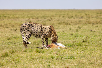 Cheetah lowering its head to feed on a gazelle kill. Masai Mara National Reserve Kenya. © TheStorygrapher