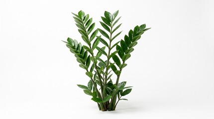 Fototapeta premium A vibrant green Zamioculcas zamiifolia, the popular ZZ plant, a resilient indoor houseplant. Against white, it embodies the concept of natural elegance and botanical decor