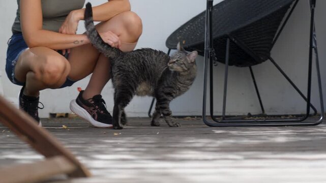 Tabby cat interacts with crouching person on wooden patio in outdoor setting