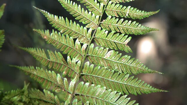 Sunlit Green Fern Leaf Macro in Tokyo Forest