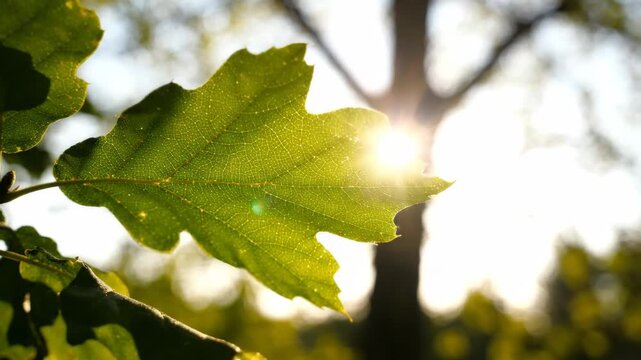 Vibrant green oak leaf illuminated by bright sun rays in a serene forest setting.