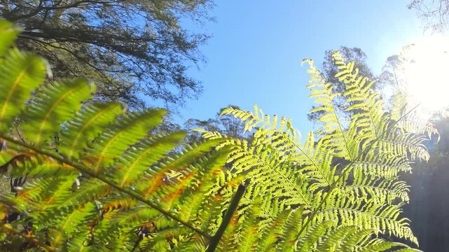 Sunlight Filtering Through Fern Fronds in Australian Rainforest