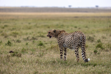 Cheetah walking across the grassland with mouth open under an overcast. Masai Mara National Reserve Kenya. © TheStorygrapher