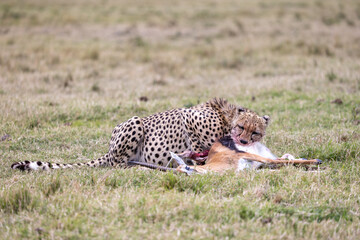 Cheetah lying down and feeding on a gazelle kill. Masai Mara National Reserve Kenya. © TheStorygrapher