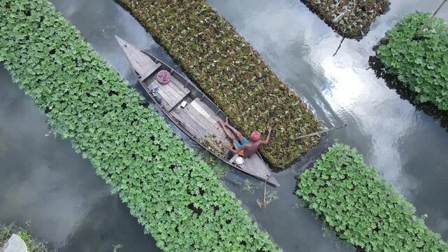 Aerial view of a farmer in a wooden boat tending to floating vegetable gardens in the wetlands of Nazirpur, Barisal Division, Bangladesh.