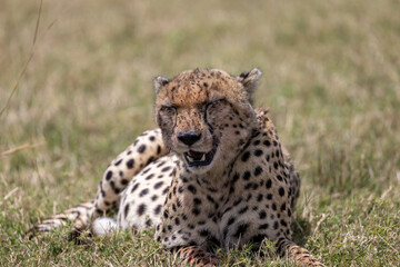 Cheetah resting with eyes closed in short grass on plains in Kenya. Masai Mara National Reserve Kenya. © TheStorygrapher