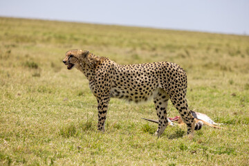 Cheetah in profile standing over a gazelle kill on the grassland. Masai Mara National Reserve Kenya. © TheStorygrapher