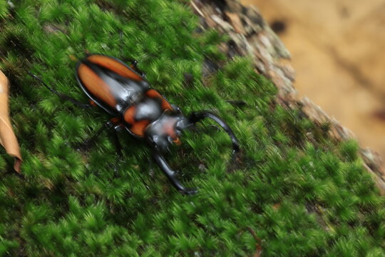 A stunning male Thai Golden Hart Stag Beetle (Rhaetulus crenatus speciosus) with its distinctive orange-and-black elytra and curved jaws, resting on vibrant green moss.