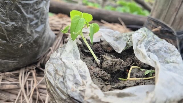 Young Plant Sapling Growing In Polybag Nursery Bag Soil Seedling Close Up View