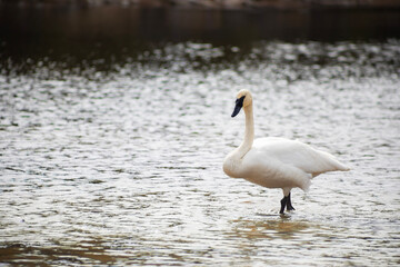 trumpeter swan standing in shallow lake water © Alyssa
