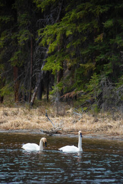 two swans on lake in forest, vertical