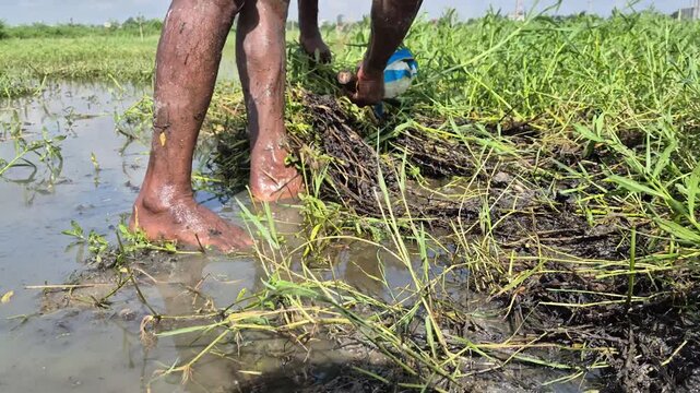 Farmer Clearing Water Weeds By Hand In Flooded Paddy Field Soil Close Up View