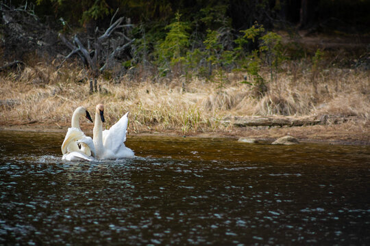 two trumpeter swans on the lake