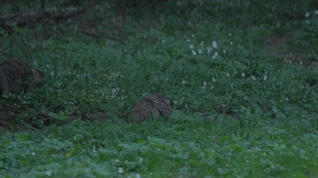 Common raccoon dogs walk through forest undergrowth in slow motion, two animals moving from center frame to the left in low light woodland habitat.