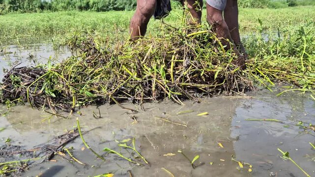 Farmer Clearing Water Weeds By Hand In Flooded Paddy Field Soil Close Up View