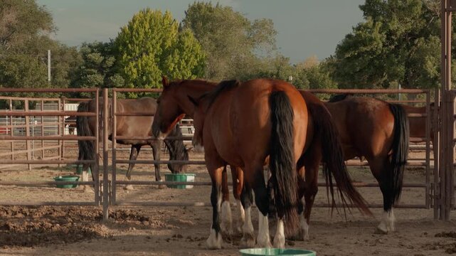 Horses face away in a corral as others move around beyond the enclosure.